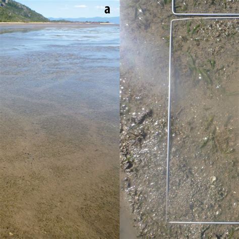 A Dugong Feeding Trails In A Mixed Species Intertidal Seagrass Meadow