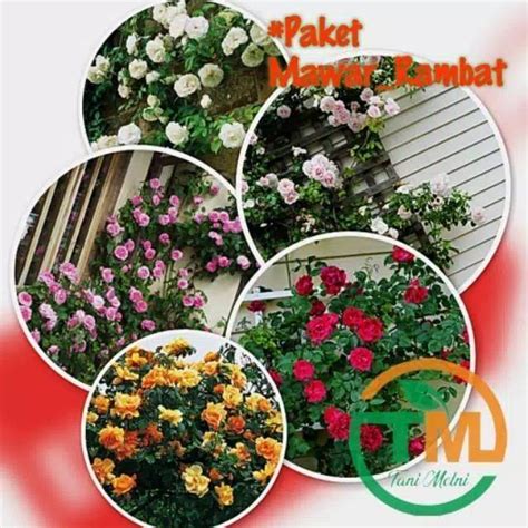 Jual Tanaman Bunga Mawar Rambat Climbing Rose Shopee Indonesia