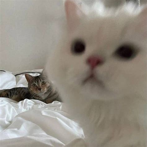 Pin by ♡ on cozy | Cute baby cats, Funny cute cats, Baby cats