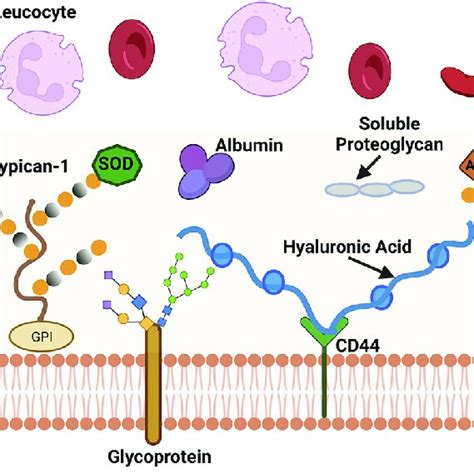 Structure of the endothelial glycocalyx. The structure of the ...