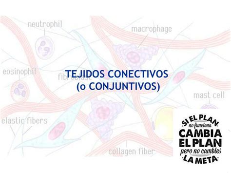 Tejidos Conectivos Maria Jose Elgueta Udocz