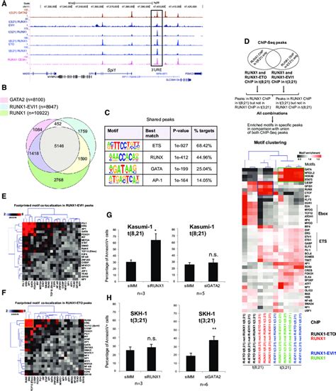 Runx Fusion Proteins Form Part Of A Gene Regulatory Network Unique To