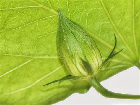 Free Images Nature Leaf Flower Young Food Green Produce