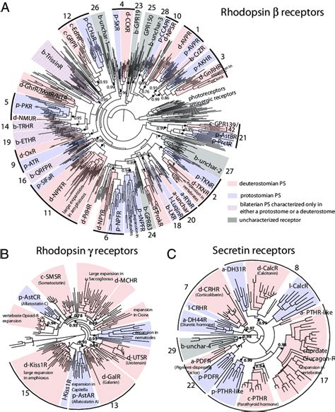 Phylogenetic Analysis Of Bilaterian Rhodopsin And Secretin Receptors