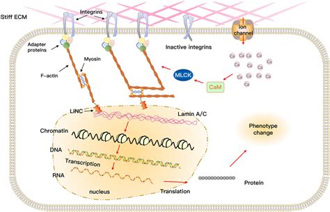 Mechanisms Of Signal Transduction Of Ecm Stiffness Integrins And Ion