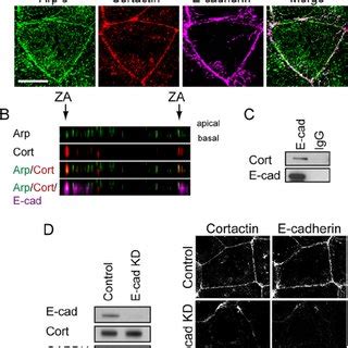 Cortactin Accumulates With Arp At Apical E Cadherin Junctions A