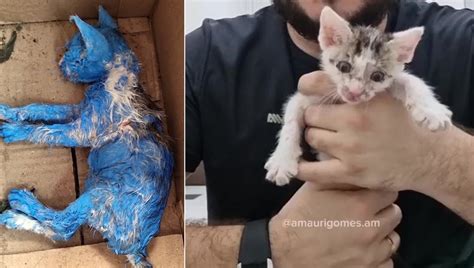 Salvato Un Cucciolo Di Gatto Dipinto Di Blu La Vernice Lo Stava