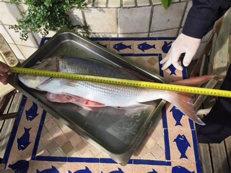 Operazione Sword Fish Nel Savonese Ispezioni Della Guardia