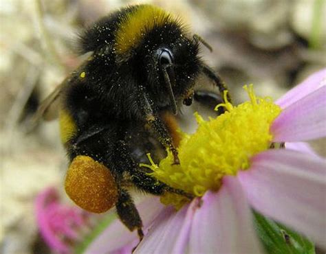 Native Bees Important Pollinators Gardening In The Panhandle