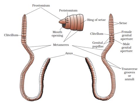 Organ And Organ System Earthworm