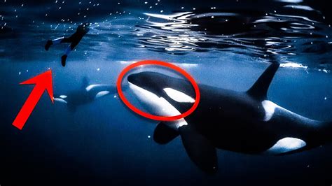 Orca Encounters You Really Shouldn T Watch Youtube