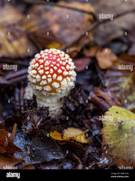 Amanita Muscaria Amanite Tue Mouches Or Fausse Oronge Dangerous