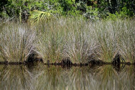 Download free photo of Marshland, swamp, environment, landscape, nature - from needpix.com