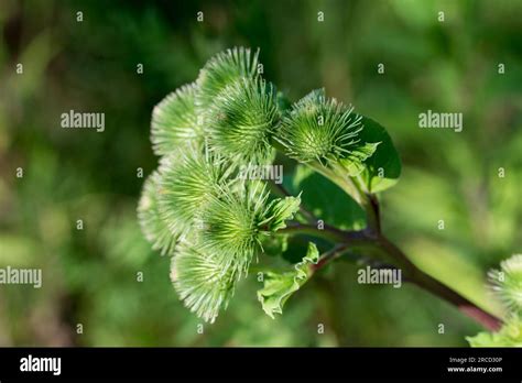 Arctium Lappa Greater Burdock Green Burrs In Meadow Closeup Selective