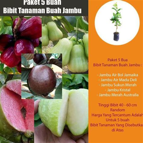 Jual Paket Bibit Tanaman Buah Jambu Paket 5 Batang Jambu Mdh Jambu