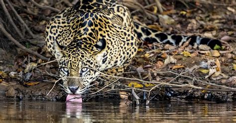 Mosaicos De Conservación Para Proteger La Biodiversidad De Colomb