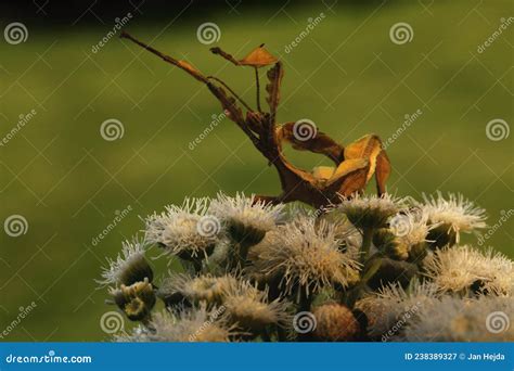 Extatosoma Tiaratum Commonly Known As The Spiny Leaf Insect The Giant