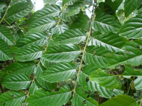 African Plants A Photo Guide Maesopsis Eminii Engl