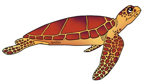 Loggerhead Sea Turtle Clipart Loggerhead Turtle Clip Art Loggerhead Sea Turtle