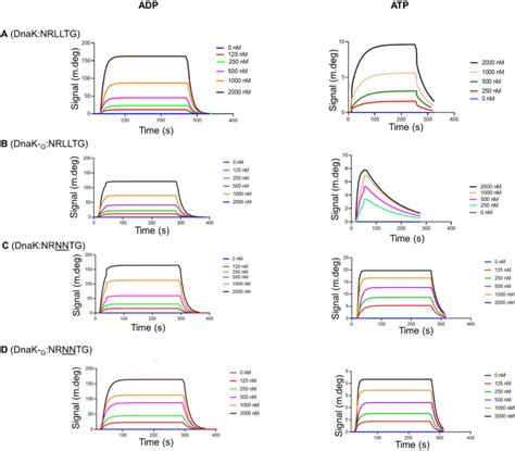 Spr Analysis Demonstrating Direct Interaction Between Dnakdnak G And