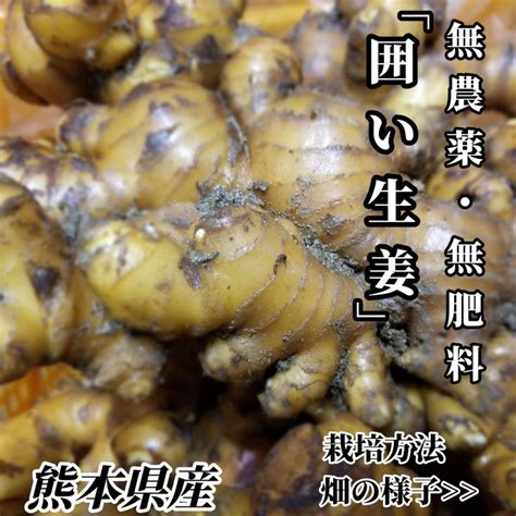 囲い生姜 無農薬 無肥料 露地栽培 熊本県産 1kg By メルカリ