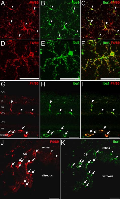 F Iba Retinal Microglia And Ciliary Macrophages In The Adult Mouse