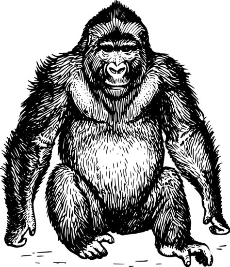 Ape Clip Art Free Vector 4vector