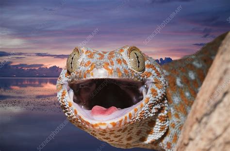 Tokay Gecko Head With Open Mouth Stock Image C0086983 Science