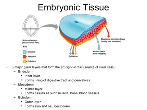 Epithelium Cells Tissues And Histology