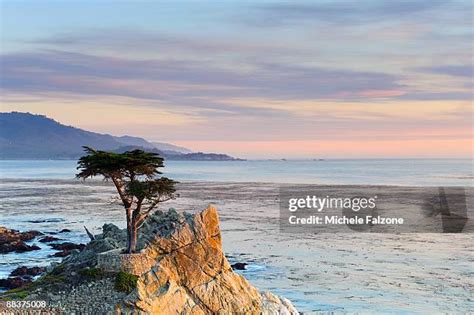 287 Monterey Cypress Stock Photos, High-Res Pictures, and Images ...