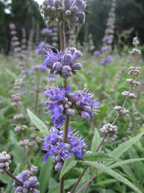 Vitex Agnus Castus Latifolia M Nchspfeffer Pflanzenhof Toskanapark