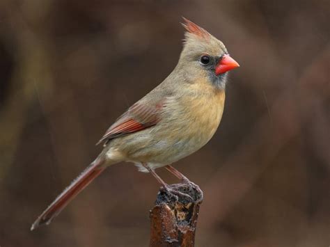 How to Identify Female Cardinal at Your Feeder