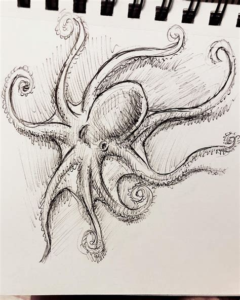 How To Draw An Octopus Realistic Vernon Hawk