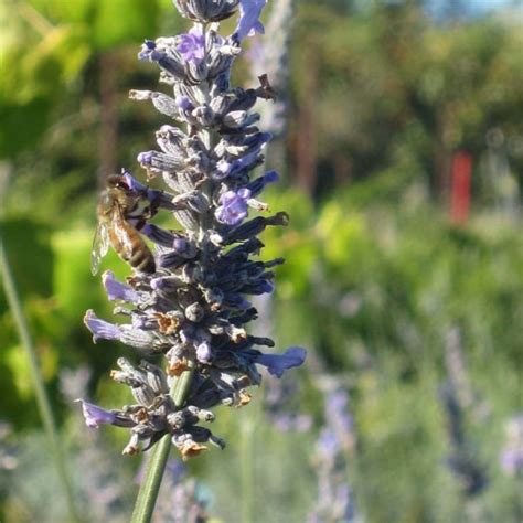 Lavandula Intermedia Grosso Urban Tree Farm Nursery