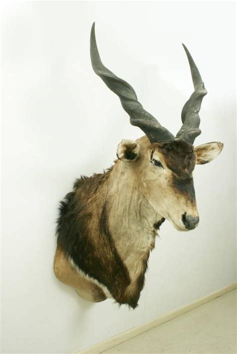 Giant Eland Taxidermy Mount At 1stdibs Eland Mount Giant Eland Horns