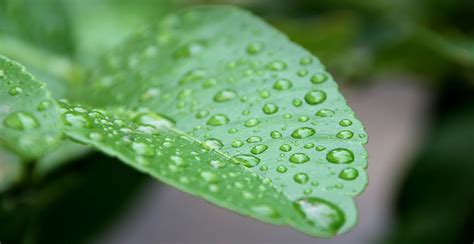 Fotos Gratis Naturaleza Césped Soltar Rocío Fotografía Lluvia