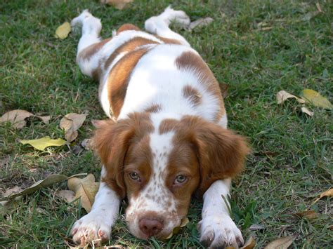 Young Flat Remi Brittany Dog Brittany Spaniel Dogs Pretty Dogs