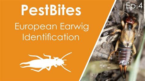 European earwig identification and life cycle | PestBites by Cesar - YouTube in 2022 | Earwigs ...