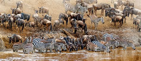 The Ultimate Guide To The Great Wildebeest Migration Jacada Travel