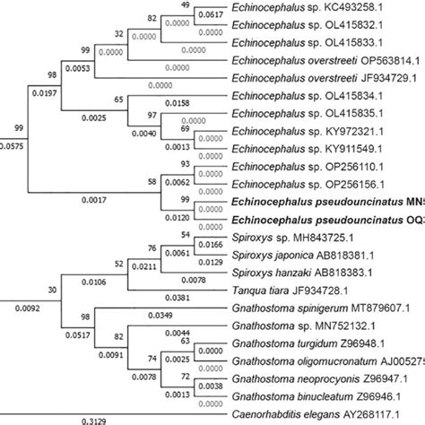 Maximum Likelihood Phylogram Reconstructed Based On Small Subunit RRNA