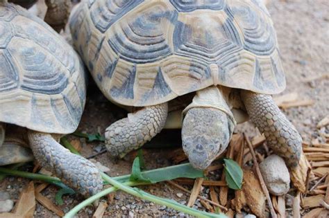 Adult Hermanns Tortoises For Sale