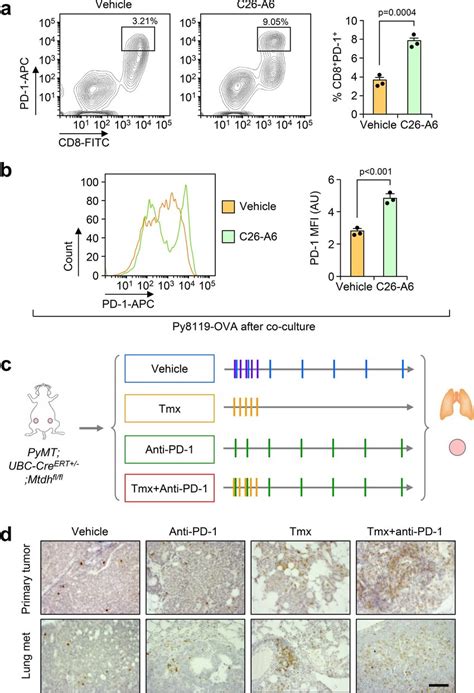 MTDH SND1 Disruption And Anti PD 1 Treatment Synergistically Enhance