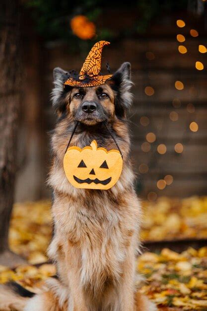 Fiestas de halloween y acción de gracias perro con calabazas pastor