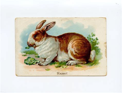 Vintage Domesticated Rabbit Educational Flash Card by Raphael Tuck Used ...