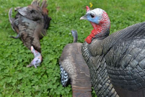 Cock Gobbler Telegraph