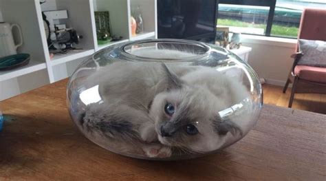 Cat In A Bowl Goes On Many Adventures Thanks To Reddit Users Cats