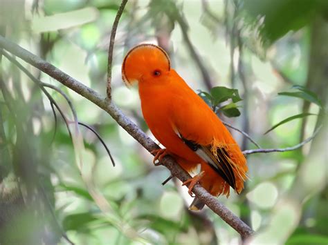 Galo Da Serra Guianan Cock Of The Rock Rupicola Rupicola Flickr