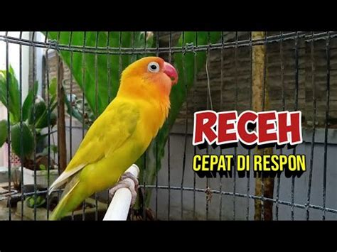 Suara Burung Lovebird NGEKEK PANJANG Dengar Sesaat Apapun Jenis LBnya