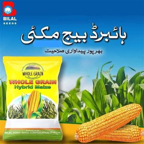 Dk Hybrid Corn Seed Kg Monsanto Dekalb Bayer Maize Seeds Kissan