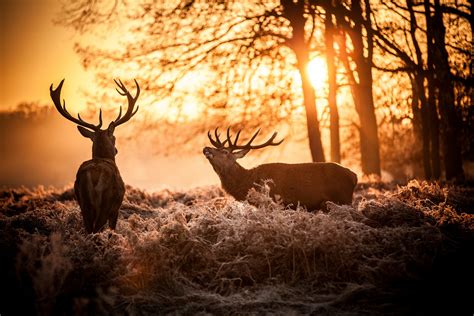 Le Brame Du Cerf Un Spectacle Naturel Observer Dans Les Plus